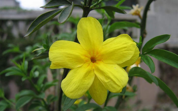 Fleur jaune gros plan, feuilles Fonds d'écran, image