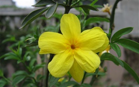 Fleur jaune gros plan, feuilles
