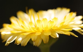pétales de fleurs jaunes close-up, fond noir