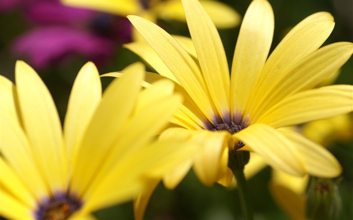 Fleur jaune pétales macro photographie Fonds d'écran, image