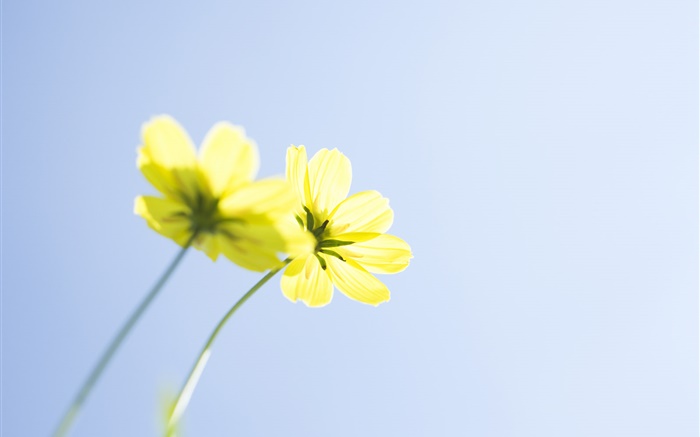 Fleurs jaunes, ciel bleu Fonds d'écran, image