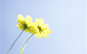 Fleurs jaunes, ciel bleu HD Fonds d'écran