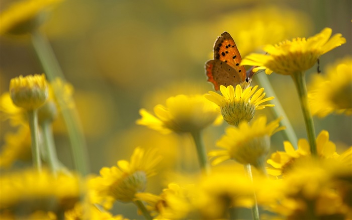 Fleurs jaunes, papillon, fond flou Fonds d'écran, image