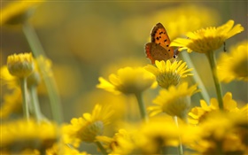 Fleurs jaunes, papillon, fond flou HD Fonds d'écran