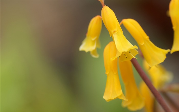 Fleurs jaunes close-up, bokeh Fonds d'écran, image