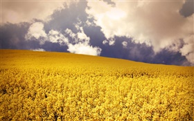 Fleurs jaunes champ, nuages HD Fonds d'écran