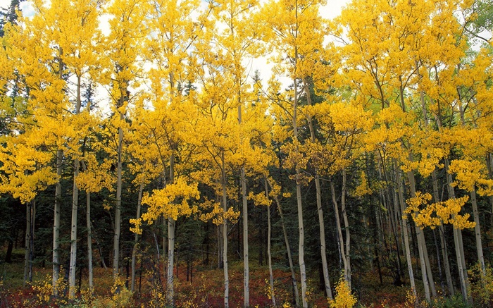 Feuilles jaunes, arbres, forêt, automne Fonds d'écran, image