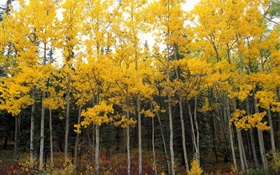 Feuilles jaunes, arbres, forêt, automne