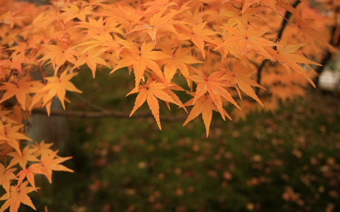 feuilles d'érable jaune, brindilles, automne Fonds d'écran, image