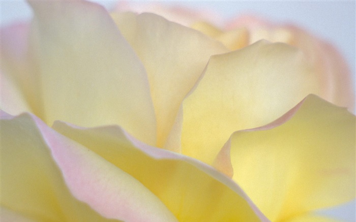Jaune pétales de rose close-up Fonds d'écran, image