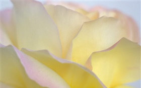 Jaune pétales de rose close-up HD Fonds d'écran
