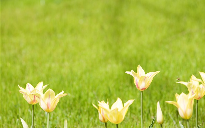 fleurs de tulipes jaunes, fond vert Fonds d'écran, image