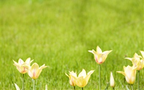 fleurs de tulipes jaunes, fond vert