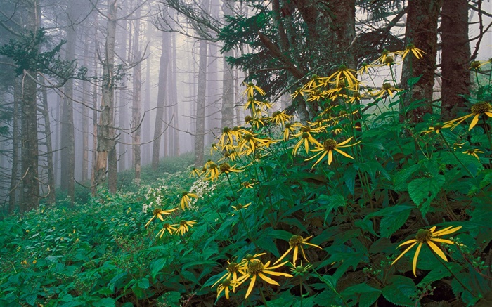 fleurs jaunes dans la forêt Fonds d'écran, image