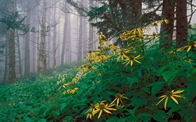 fleurs jaunes dans la forêt