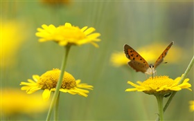 fleurs jaunes, insecte, papillon HD Fonds d'écran
