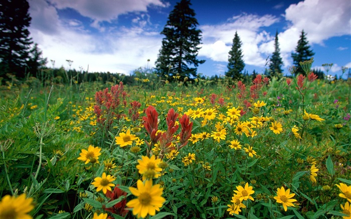 fleurs sauvages jaune, nature, nuages Fonds d'écran, image