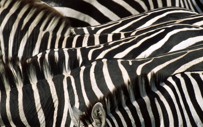 Zebra, noir et rayures blanches Fonds d'écran, image