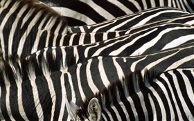 Zebra, noir et rayures blanches HD Fonds d'écran