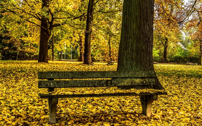 Automne, parc, banc, arbres, feuilles jaunes sol Fonds d'écran, image