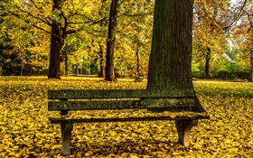 Automne, parc, banc, arbres, feuilles jaunes sol HD Fonds d'écran