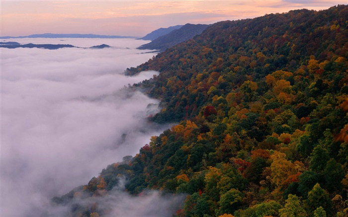 Beau paysage de la nature, les montagnes, les arbres, l'automne, le brouillard, l'aube Fonds d'écran, image