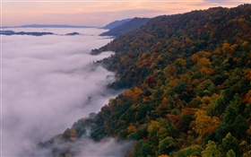 Beau paysage de la nature, les montagnes, les arbres, l'automne, le brouillard, l'aube
