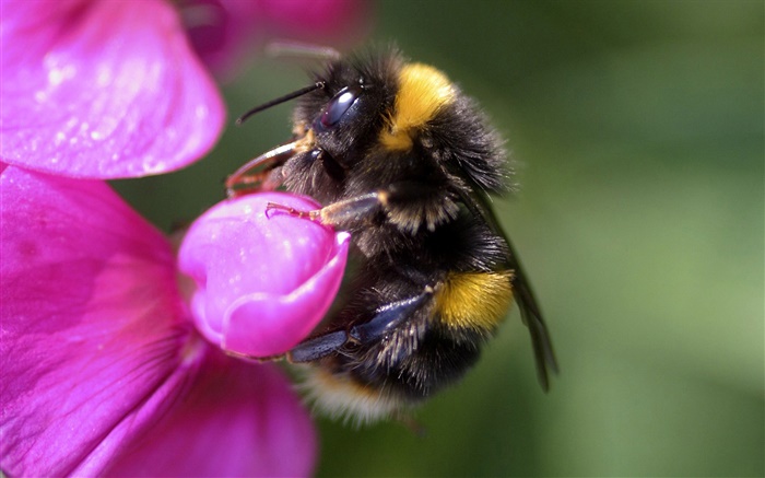 Bee close-up, insecte, fleur rose Fonds d'écran, image