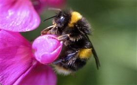 Bee close-up, insecte, fleur rose HD Fonds d'écran