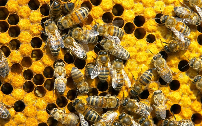 Les abeilles, nid d'abeille Fonds d'écran, image