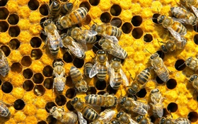 Les abeilles, nid d'abeille HD Fonds d'écran
