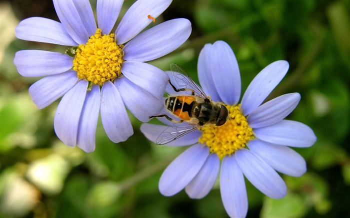 fleurs de marguerite bleue, abeille Fonds d'écran, image