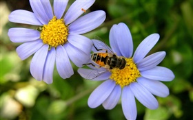 fleurs de marguerite bleue, abeille