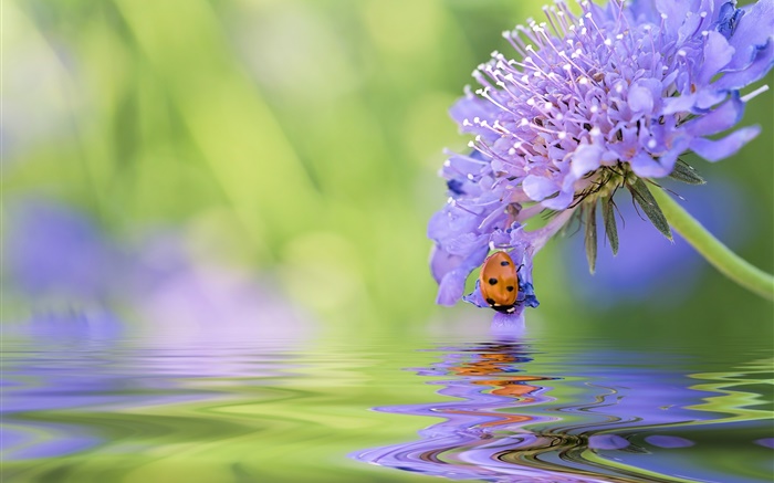 Fleur bleue, coccinelle, l'eau, réflexion Fonds d'écran, image