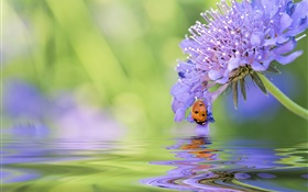 Fleur bleue, coccinelle, l'eau, réflexion HD Fonds d'écran