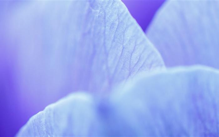 Fleur bleue pétales macro photographie Fonds d'écran, image