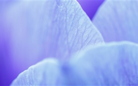 Fleur bleue pétales macro photographie HD Fonds d'écran