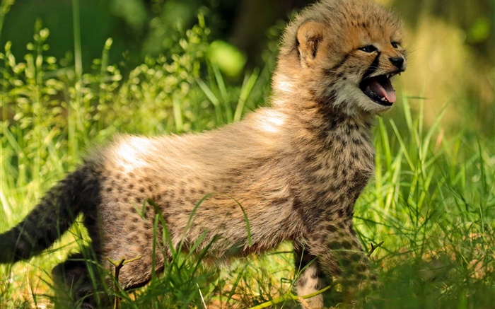 Cheetah cub, bébé, herbe Fonds d'écran, image