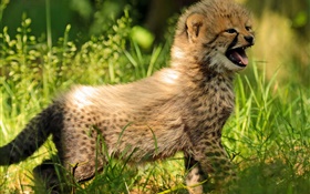 Cheetah cub, bébé, herbe
