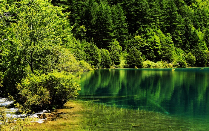 Chine, Parc national de Jiuzhaigou, lac, arbres, vert Fonds d'écran, image