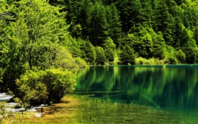 Chine, Parc national de Jiuzhaigou, lac, arbres, vert HD Fonds d'écran