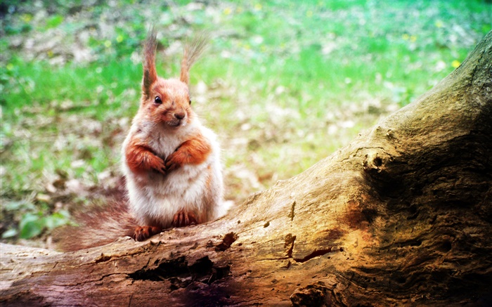 Cute animal, écureuil gros plan, bokeh Fonds d'écran, image