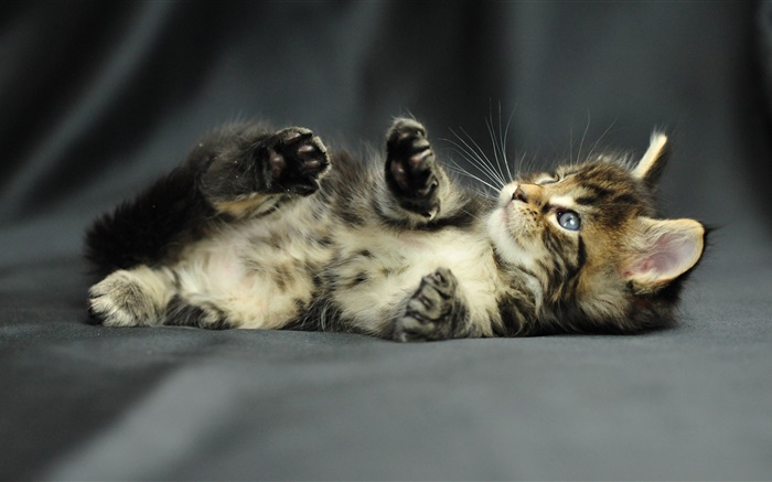 Mignon chaton bébé Fonds d'écran, image