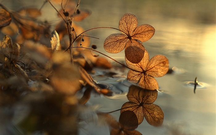 Les feuilles sèches, flaque d'eau, réflexion de l'eau, bokeh Fonds d'écran, image