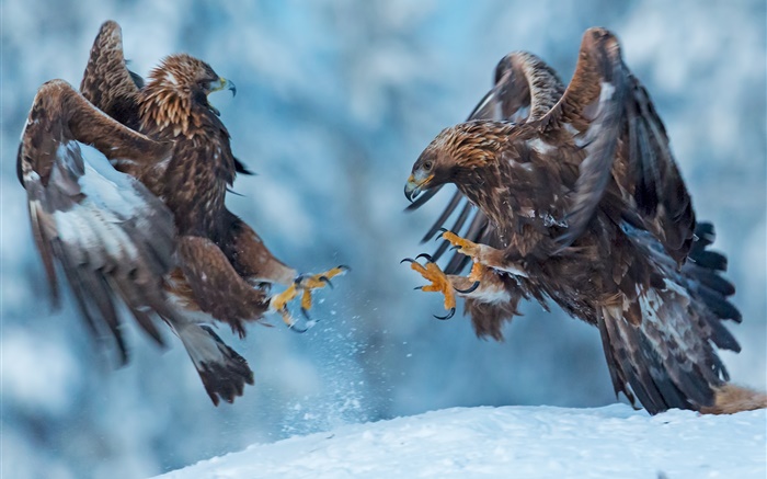 Aigle, deux oiseaux, neige, hiver Fonds d'écran, image