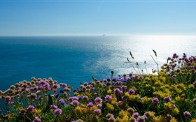 Angleterre irlandaise, mer, fleurs macareux HD Fonds d'écran