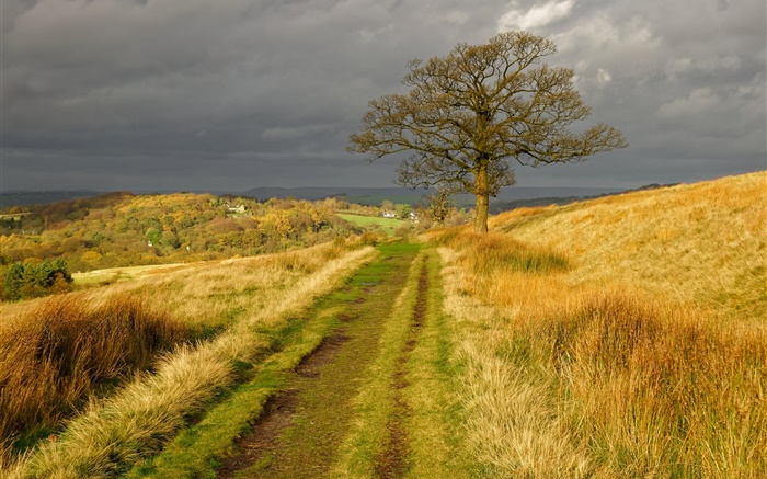 Angleterre nature paysage, herbe, route, arbre, nuages, automne Fonds d'écran, image