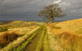 Angleterre nature paysage, herbe, route, arbre, nuages, automne