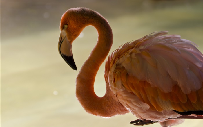 Flamingo gros plan, oiseau, cou, plumes Fonds d'écran, image