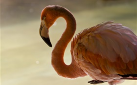 Flamingo gros plan, oiseau, cou, plumes HD Fonds d'écran